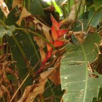 Heliconia bihai (L.) L.